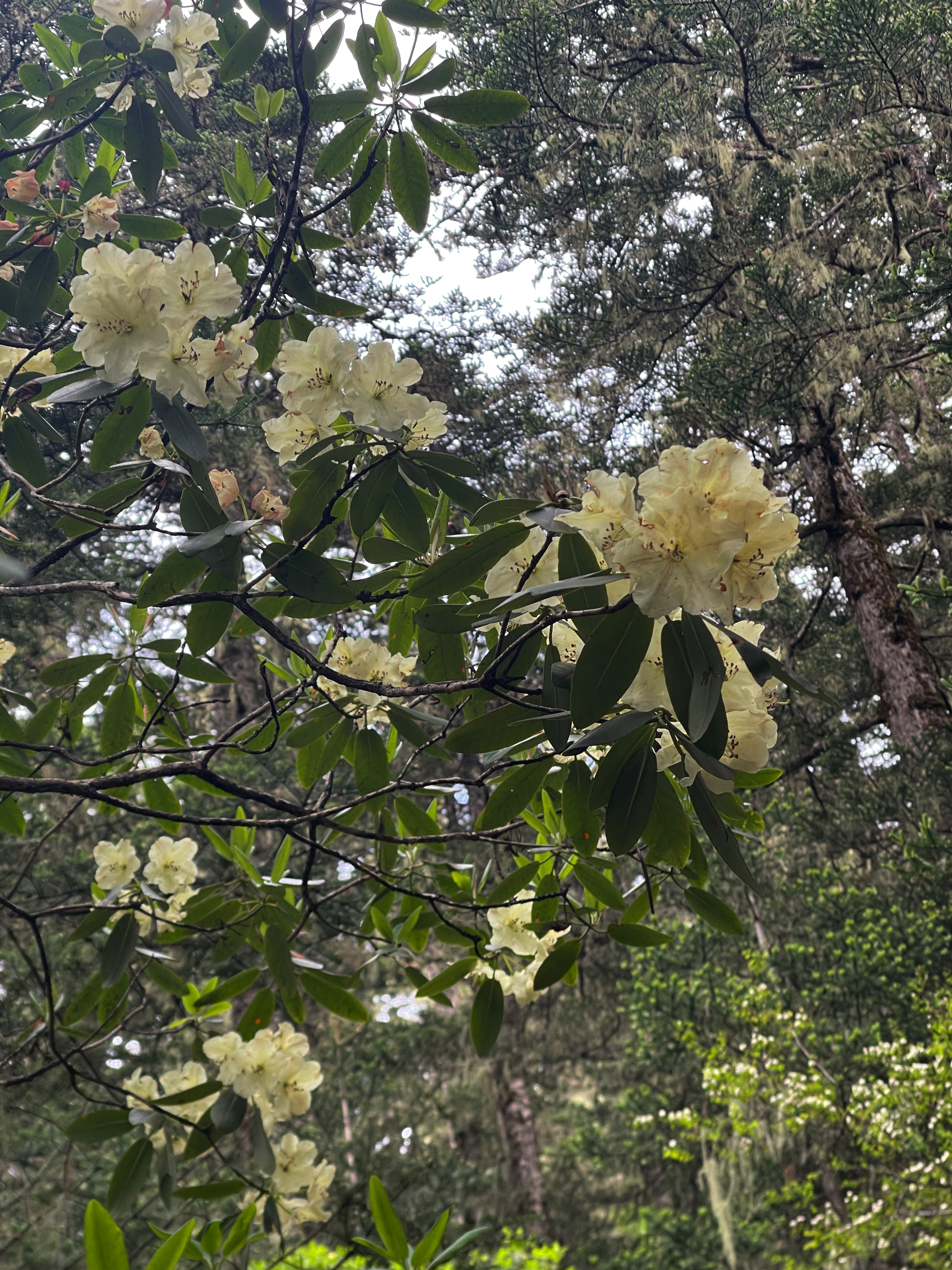 高山杜鹃
